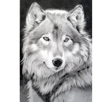 Алмазная мозаика без подрамника "Серый волк"
